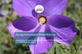 Blue Hibiscus Starter Plant - Alyogyne huegelii - Live Well Rooted Seedling, Blue-Purple Blooms, Indoor & Outdoor, Medium Watering