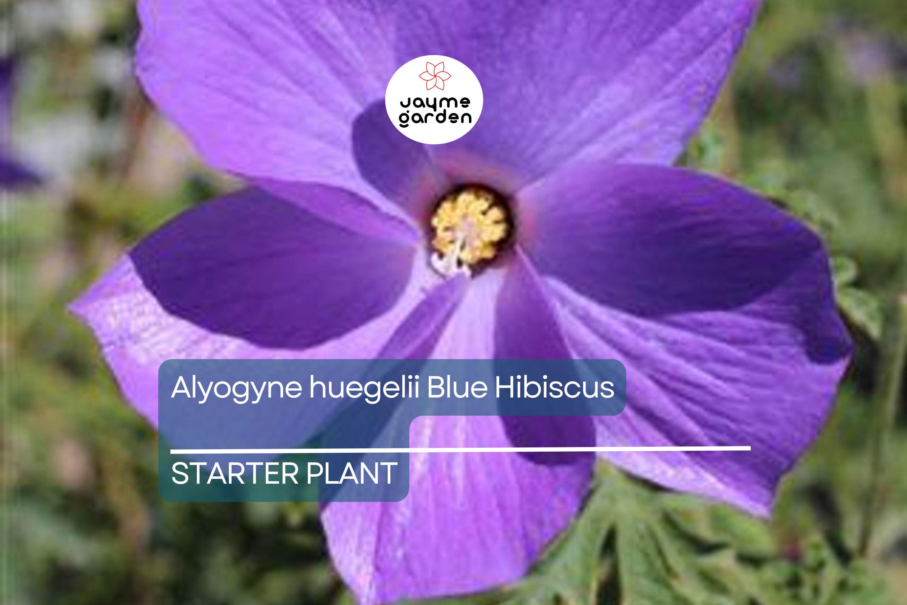 Blue Hibiscus Starter Plant - Alyogyne huegelii - Live Well Rooted Seedling, Blue-Purple Blooms, Indoor & Outdoor, Medium Watering