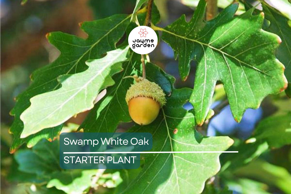 Swamp White Oak Tree (18"-24") | Live Bare Root | Fast-Growing Oak to 100 Ft | Wildlife & Landscape Value