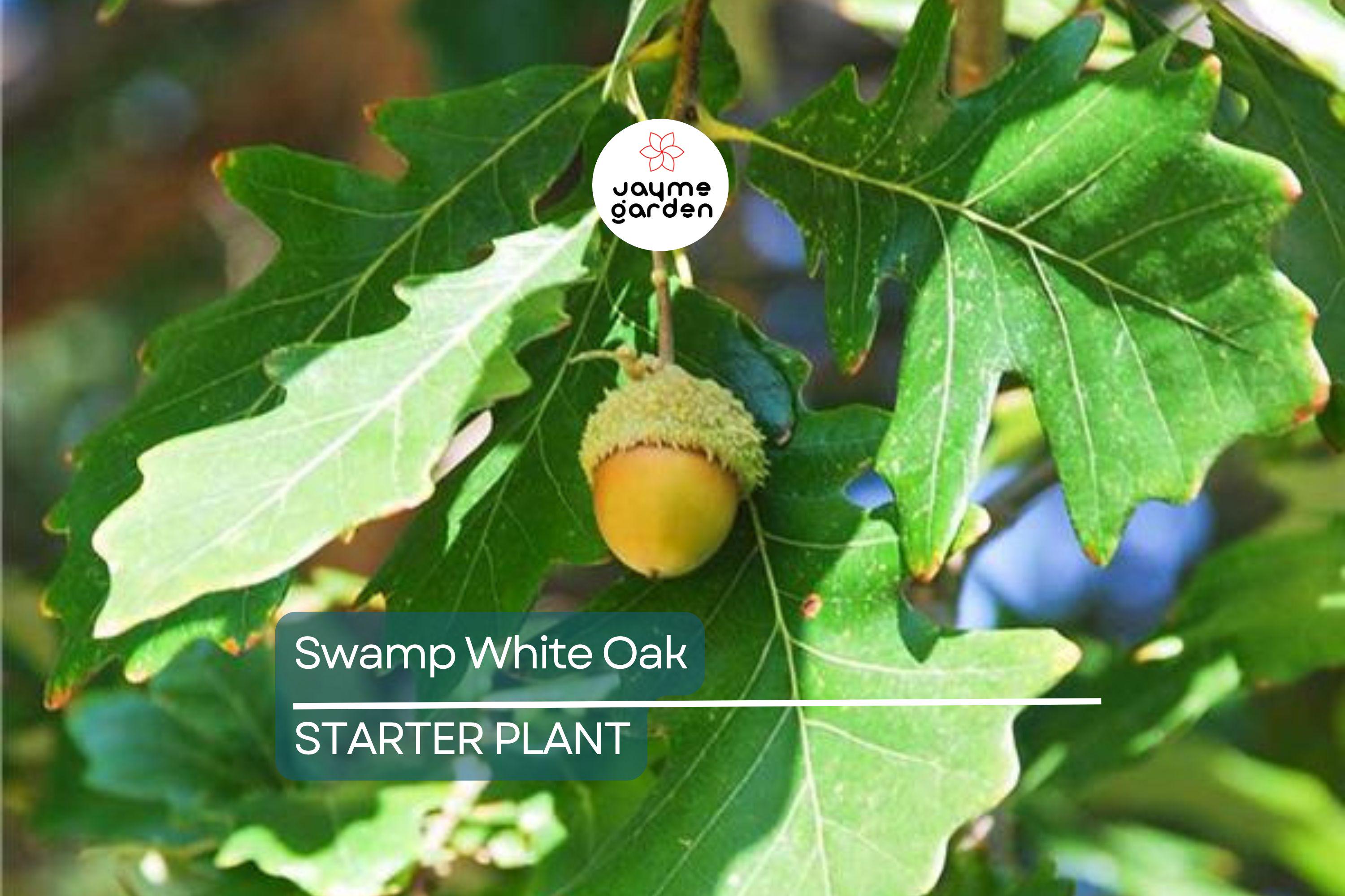 Swamp White Oak Tree (18"-24") | Live Bare Root | Fast-Growing Oak to 100 Ft | Wildlife & Landscape Value