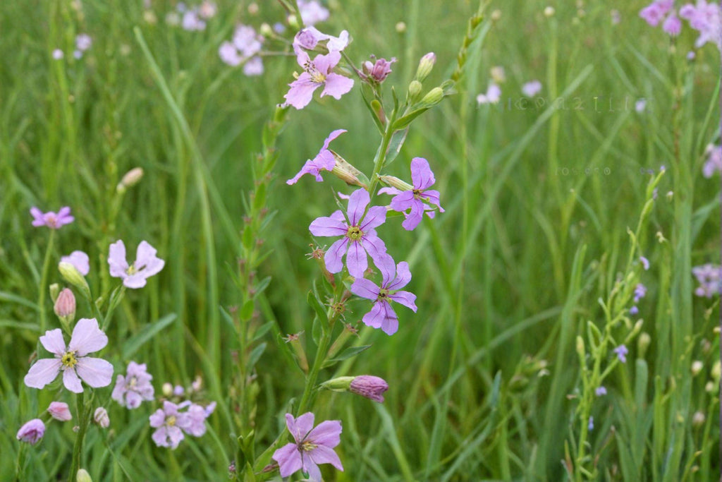 Lythrum alatum/Winged Loosestrife – 3,000 Seeds | Native Wetland Perennial | Pollinator-Friendly | Non-Invasive Loosestrife