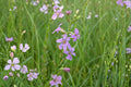 Lythrum alatum/Winged Loosestrife – 3,000 Seeds | Native Wetland Perennial | Pollinator-Friendly | Non-Invasive Loosestrife
