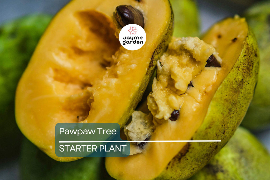 Pawpaw Tree – 1-2 Ft Tall | Live Fruit Tree | Edible Fruits | Cold Hardy | Ready to Plant | Full Sun | Perfect for Home Gardens