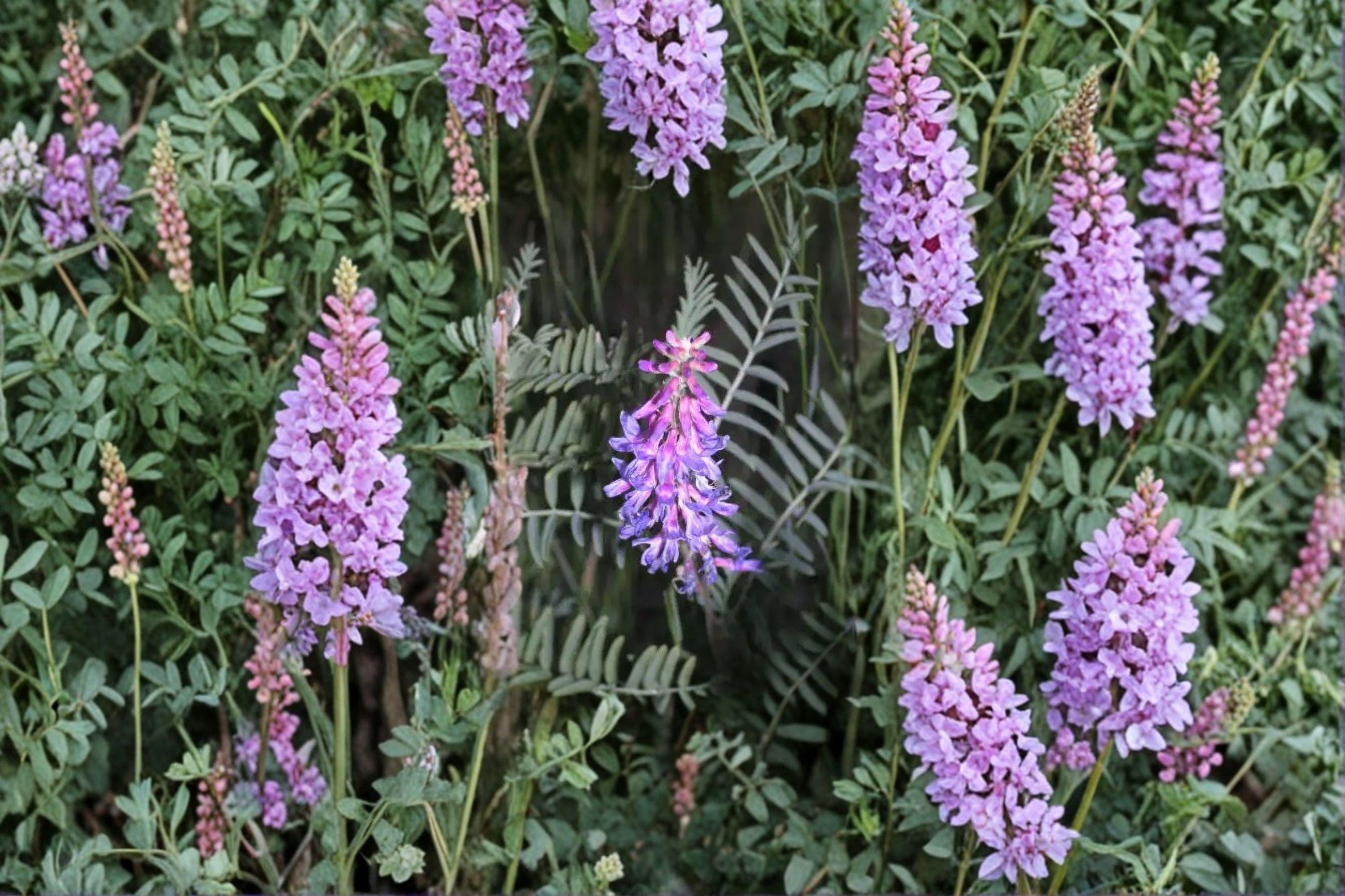 Astragalus bisulcatus/Twogroove Milkvetch – 15 Seeds | Native Prairie Perennial | Nitrogen-Fixing Legume | Pollinator Plant