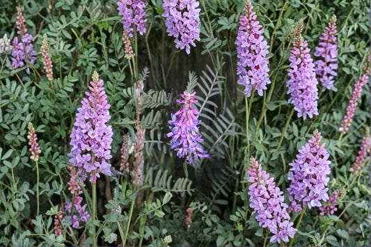 Astragalus bisulcatus/Twogroove Milkvetch – 15 Seeds | Native Prairie Perennial | Nitrogen-Fixing Legume | Pollinator Plant