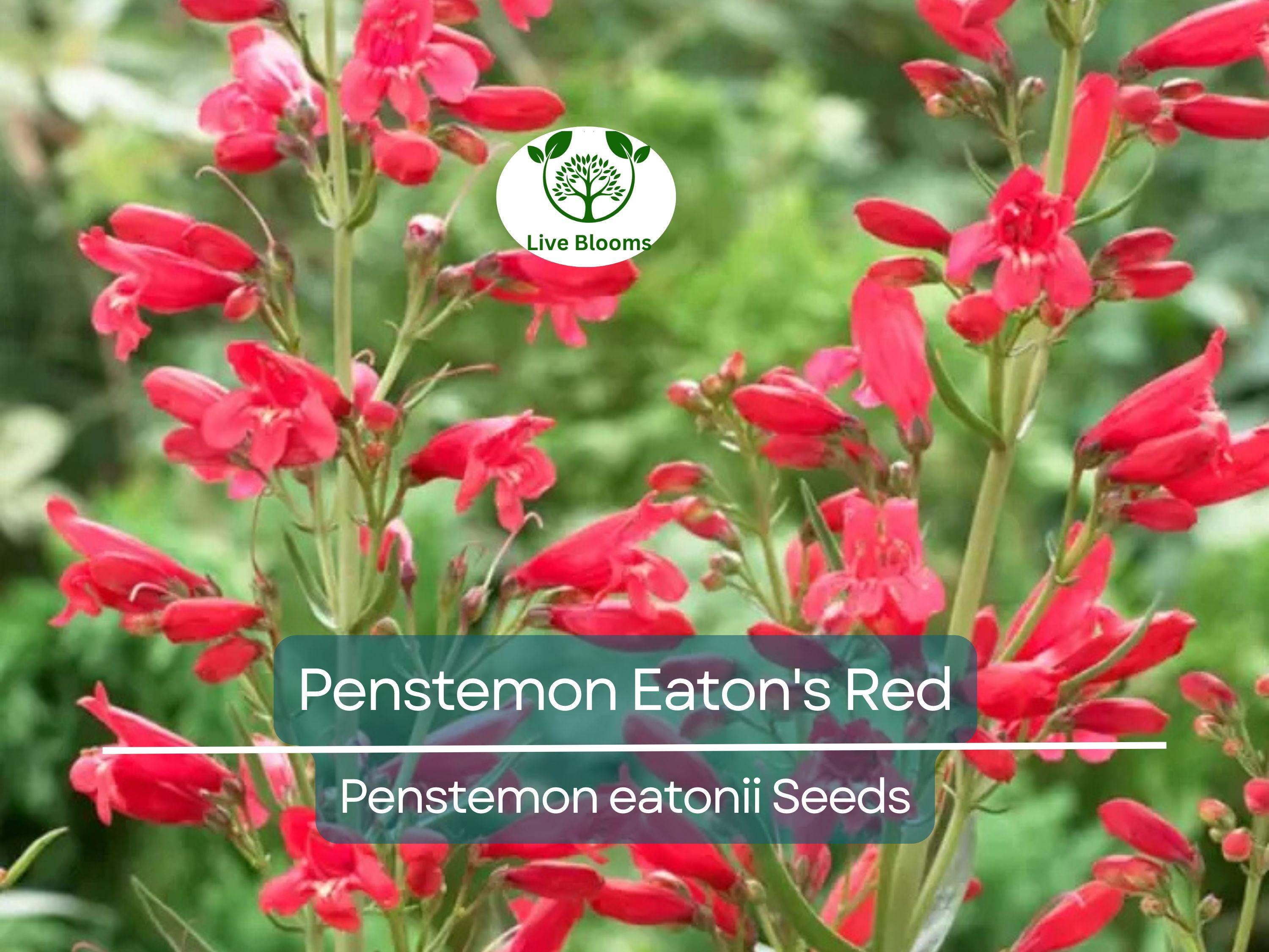200 Seeds Penstemon Eaton's Red, Hummingbird Perennial Beardtongue, Non-GMO, Vibrant Red Flowers, Attracts Pollinators, Hardy Garden Plant