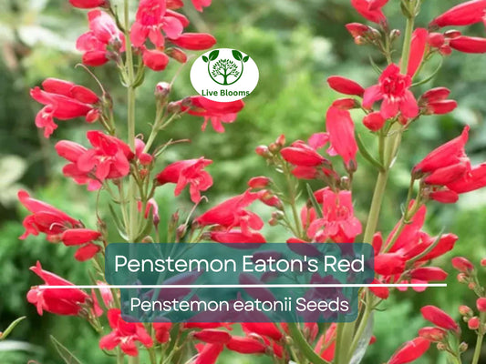 200 Seeds Penstemon Eaton's Red, Hummingbird Perennial Beardtongue, Non-GMO, Vibrant Red Flowers, Attracts Pollinators, Hardy Garden Plant