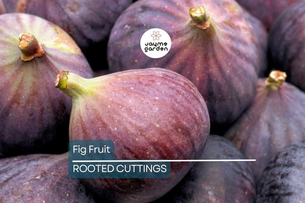 Rooted Fig Fruit Tree Cutting 17” - Live Plant with Pot - Easy to Grow, Ready to Plant