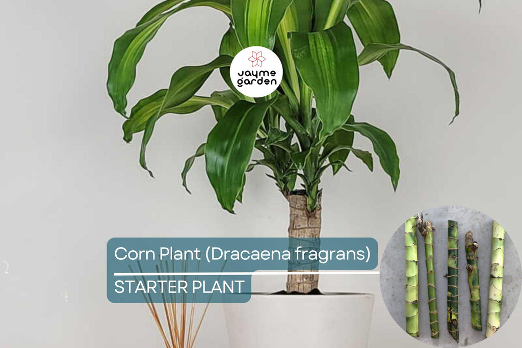 Corn Plant Cutting (Dracaena fragrans) 6″ | Tropical Indoor Houseplant Easy Care & Air-Purifying