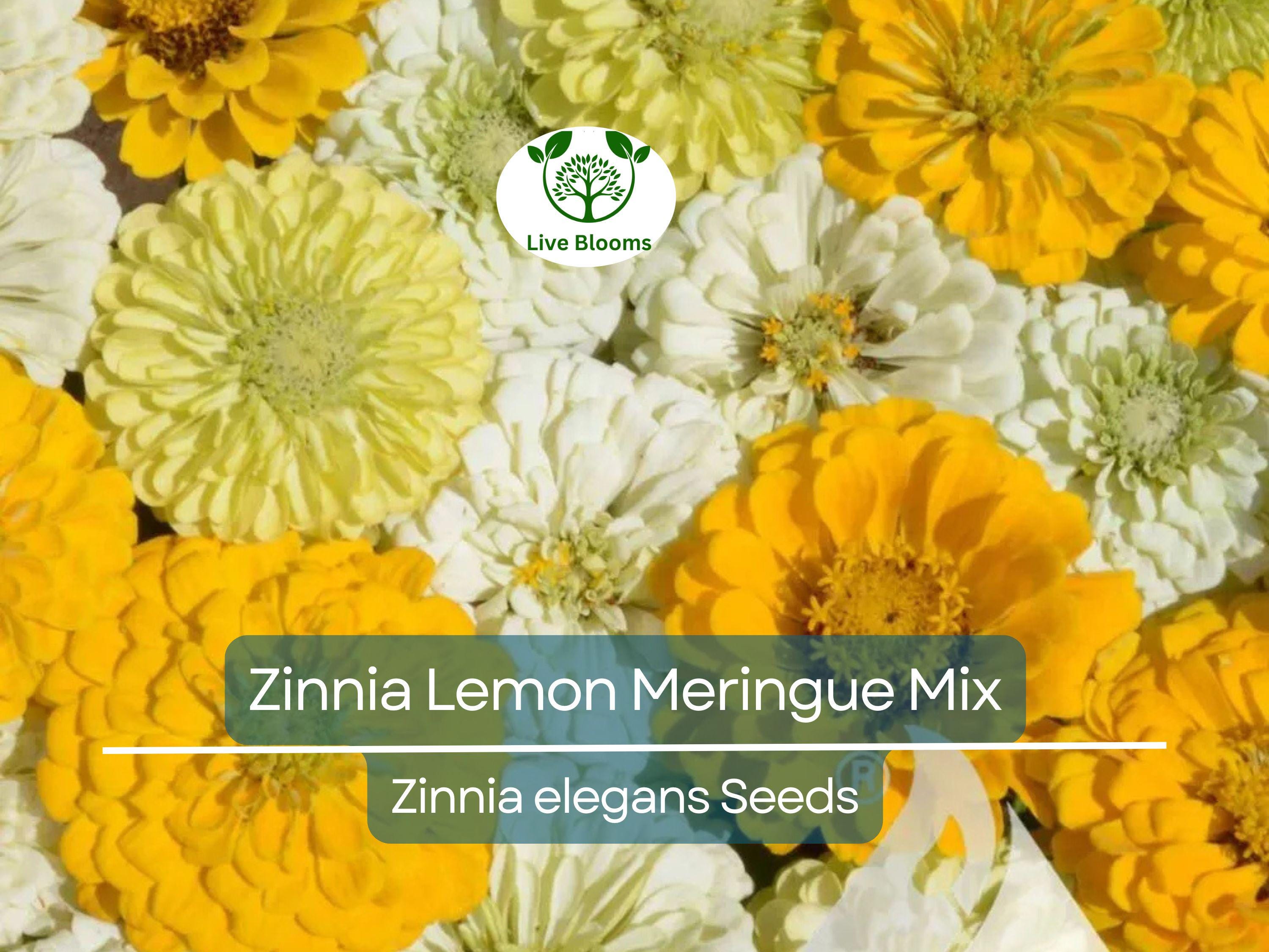 100 Seeds Zinnia Lemon Meringue Mix, Pollinators & Butterflies, Non-GMO, Bright Yellow Flowers, Garden Plants, Easy to Grow, Annual Blooms