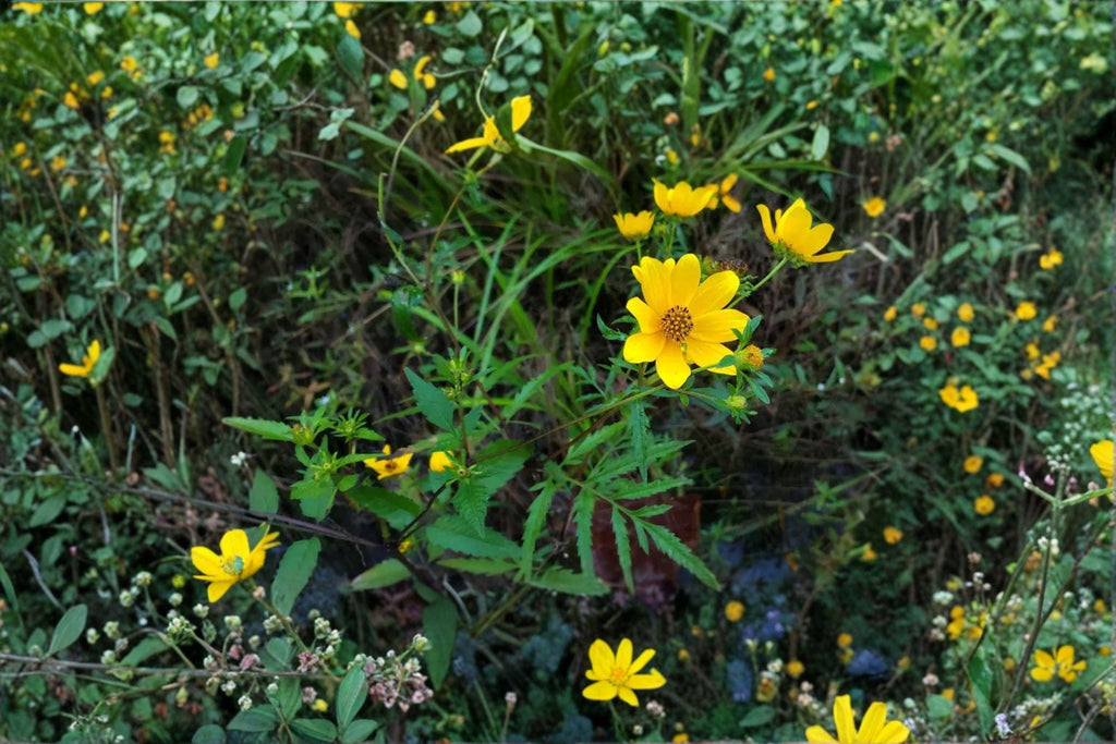 Bearded Beggarticks – Bidens polylepis Seeds | 30 Seeds | Native Yellow Wildflower | Pollinator-Friendly Plant