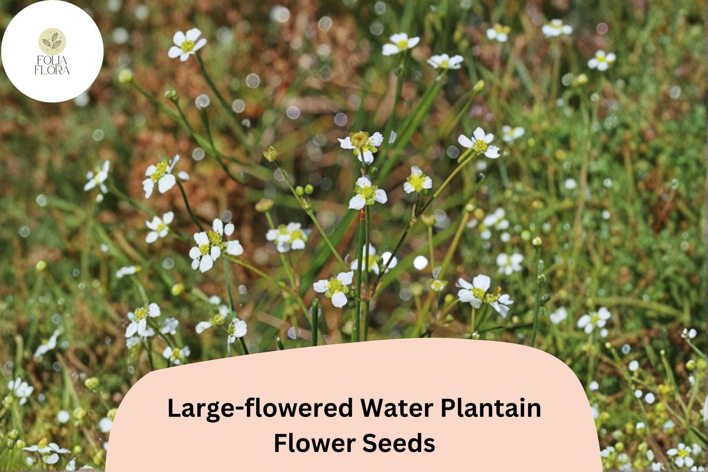300 Large-Flowered Water Plantain Seeds | Alisma subcordatum | Native Aquatic Wildflower