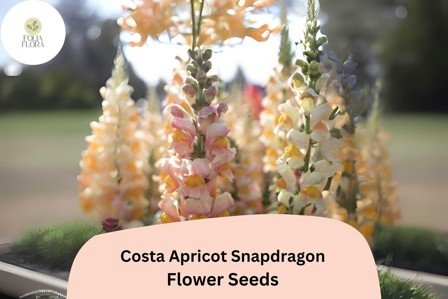 Costa Apricot Snapdragon Seeds (Antirrhinum majus) | 1000+ Seeds | Peachy-Orange Blooms for Garden & Cut Flower Arrangements