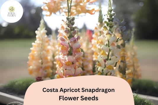 Costa Apricot Snapdragon Seeds (Antirrhinum majus) | 1000+ Seeds | Peachy-Orange Blooms for Garden & Cut Flower Arrangements