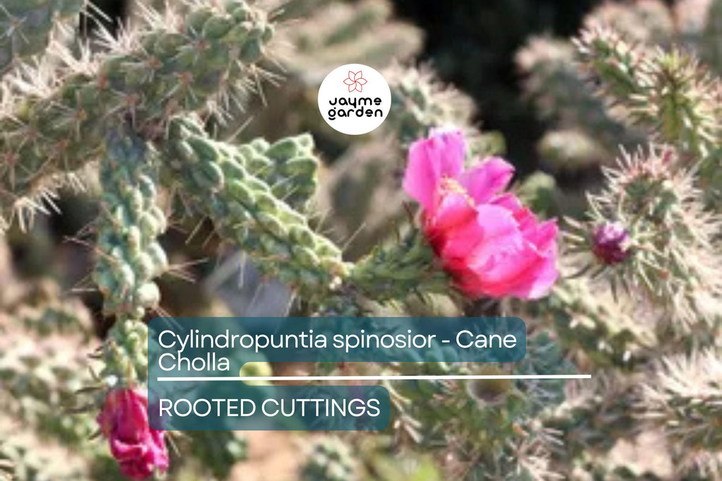 Cylindropuntia Spinosior - Cane Cholla Rooted Cutting | Hardy Cholla Cactus | White Spines & Pink Flowers | Drought-Tolerant