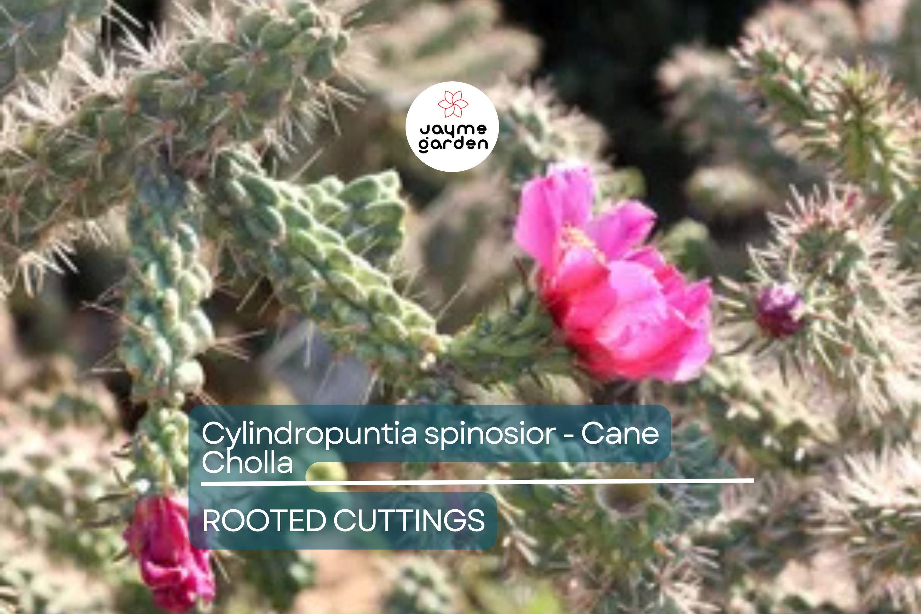 Cylindropuntia Spinosior - Cane Cholla Rooted Cutting | Hardy Cholla Cactus | White Spines & Pink Flowers | Drought-Tolerant
