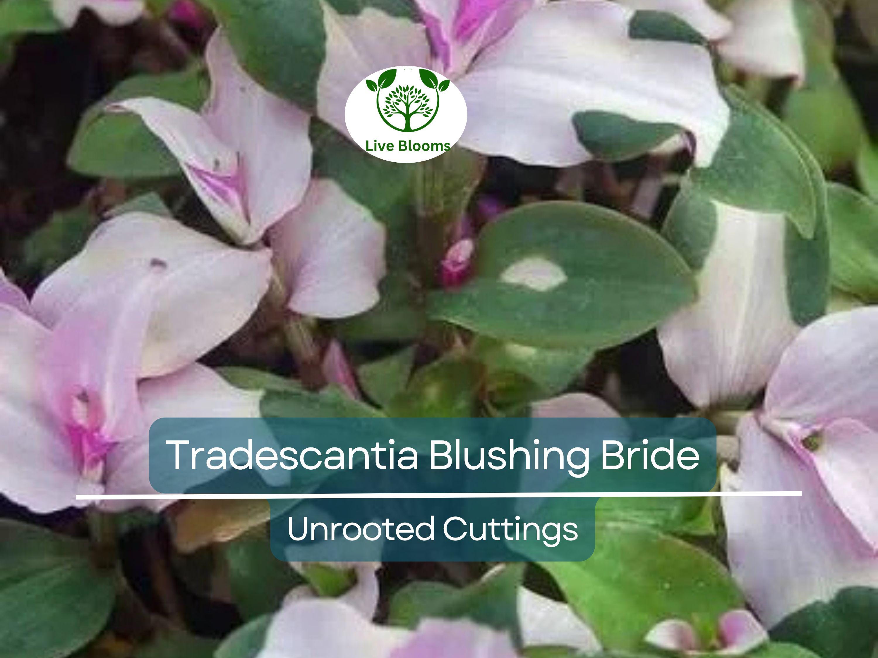 3 Unrooted Cuttings Variegated Tradescantia Blushing Bride Wandering Jew - Stunning Pink & White Leaves, Easy Propagation, Indoor Plant