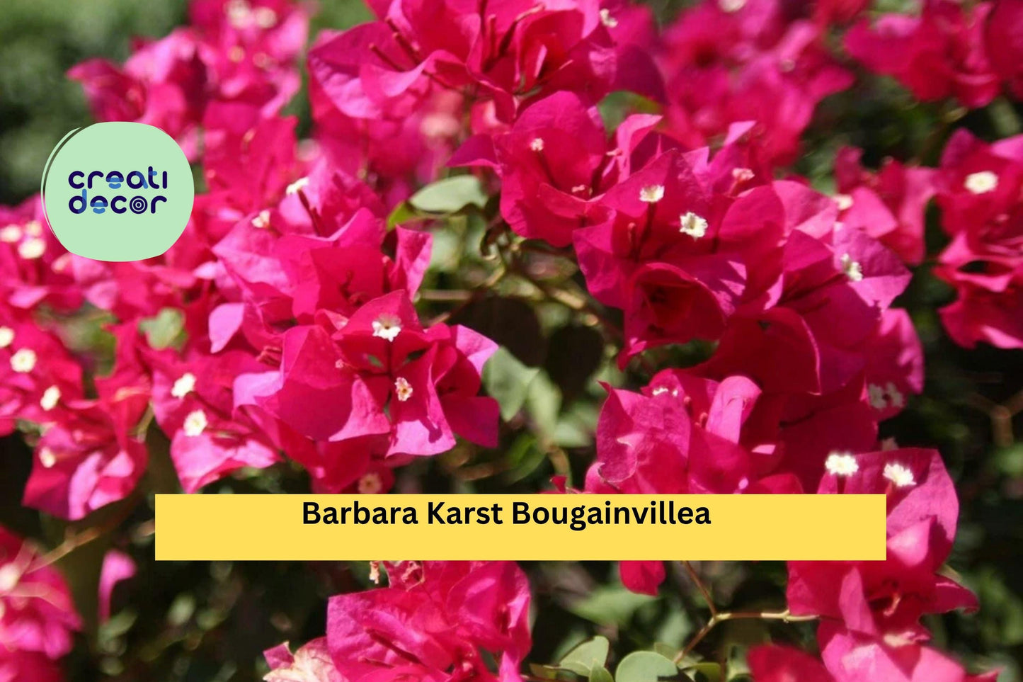 Barbara Karst Bougainvillea Bare Root Starter Plant – Vibrant Red-Pink Blooms – Fast-Growing Tropical Flower Vine