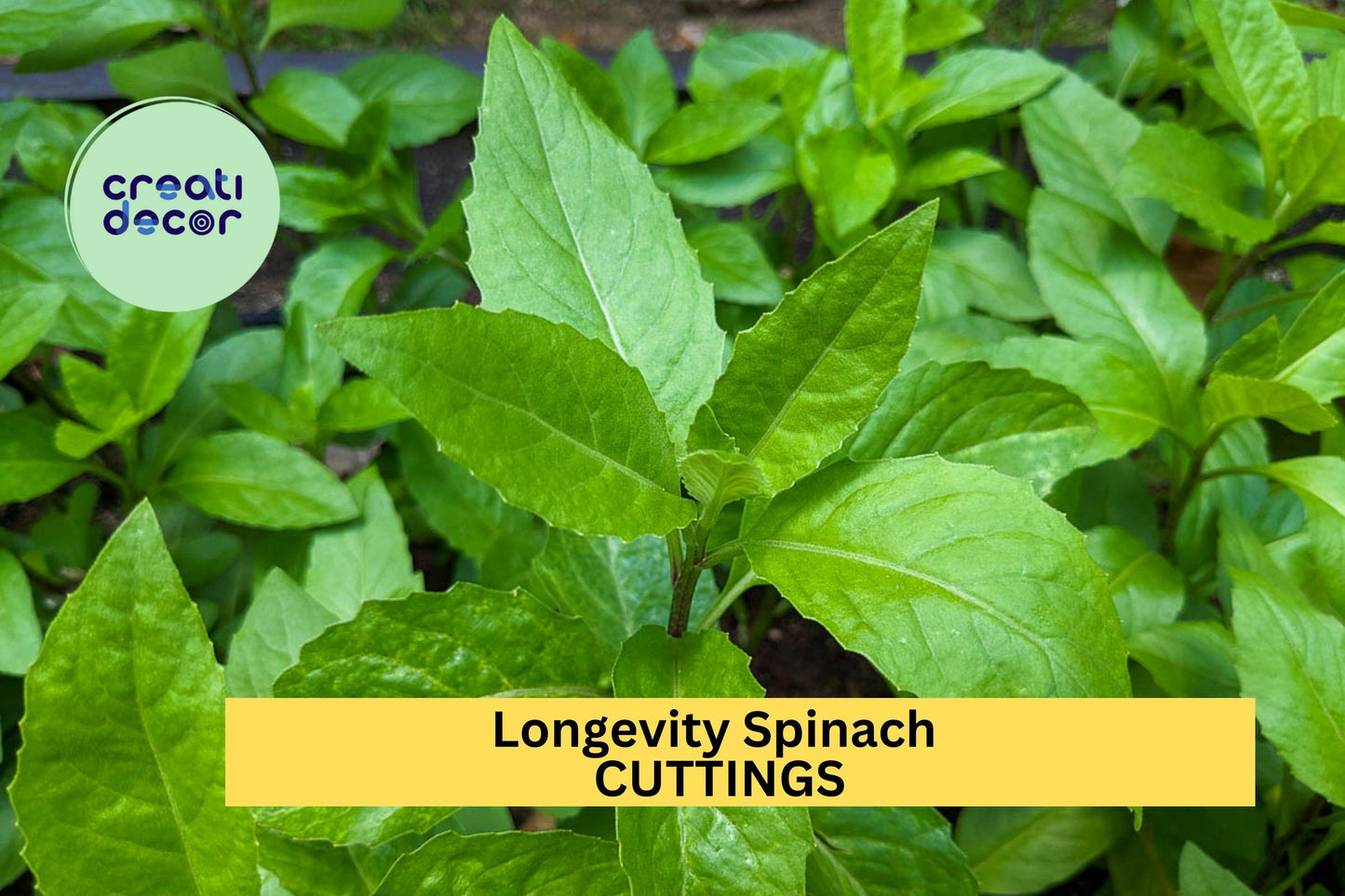 8 Longevity Spinach Cuttings – Gynura procumbens – Fresh 6" Edible Stems for Garden or Pots – Perennial Green – USA