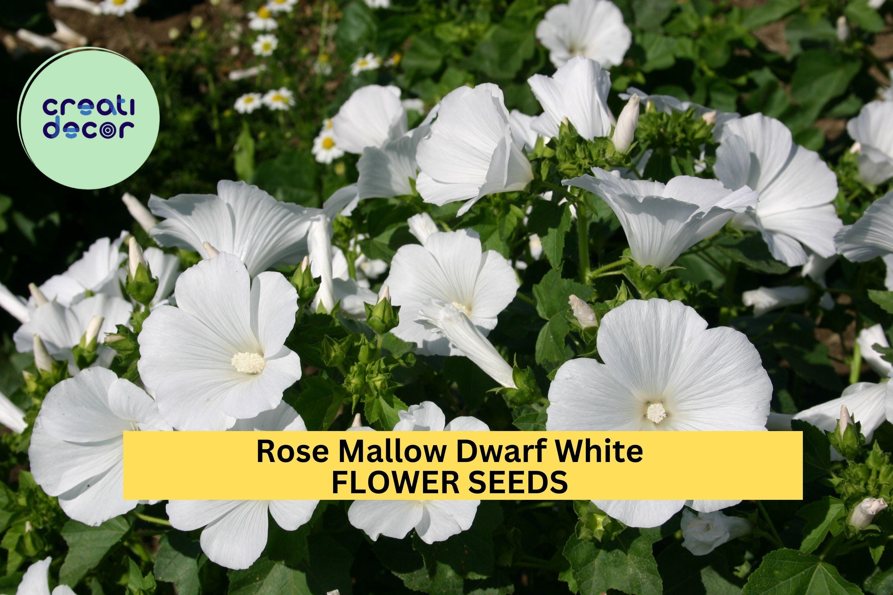 3pcs of 250mg Rose Mallow Dwarf White Seeds – Compact Hibiscus Blooms for Borders, Containers & Pollinator Gardens Seeds for Planting