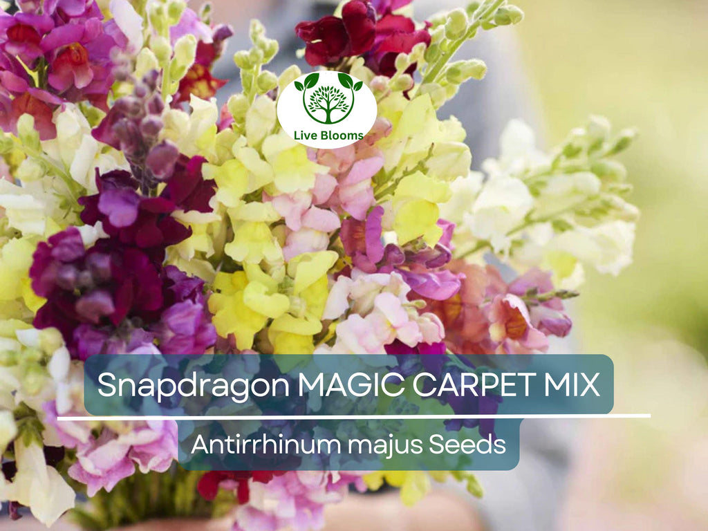 1000 Seeds Snapdragon MAGIC CARPET Mix Multicolored Blooms, Non-GMO, Butterflies, Antirrhinum Majus, Flowering Plants, Garden, Perennial