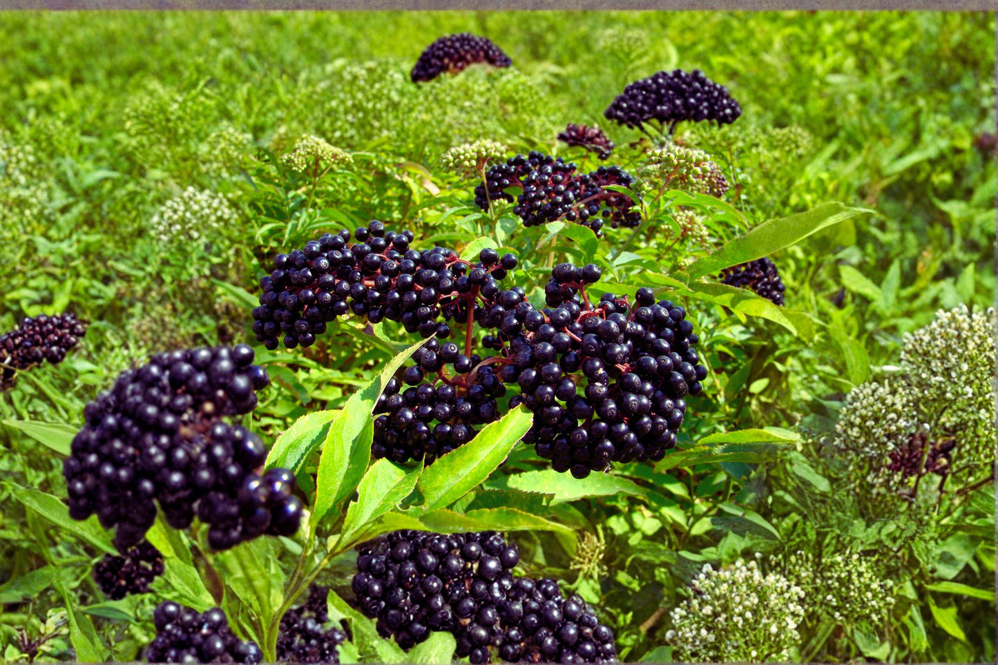 American Elderberry 12 Cuttings Unrooted (Adams & York) Sambucus canadensis