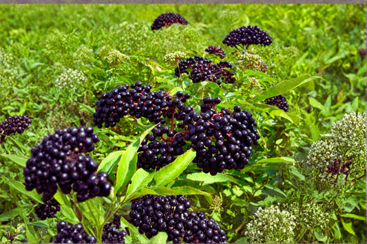 American Elderberry 12 Cuttings Unrooted (Adams & York) Sambucus canadensis