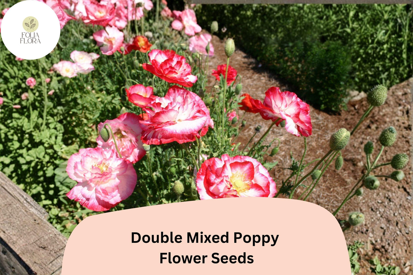 200+ Double Mixed Poppy Seeds for Garden Planting – Colorful Frilled Blooms, Easy to Grow Flowers