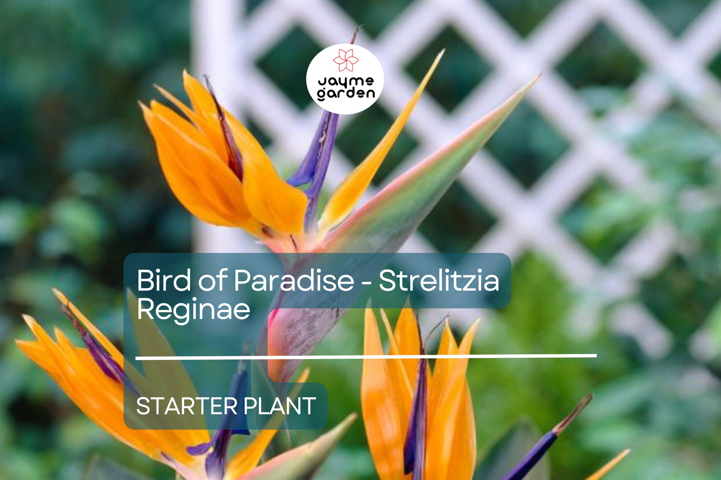 Bird of Paradise Starter Plant - Strelitzia Reginae Seedling - Crane Flower, 6" Tall, Tropical Plant for Gardens, Containers & Indoor Decor