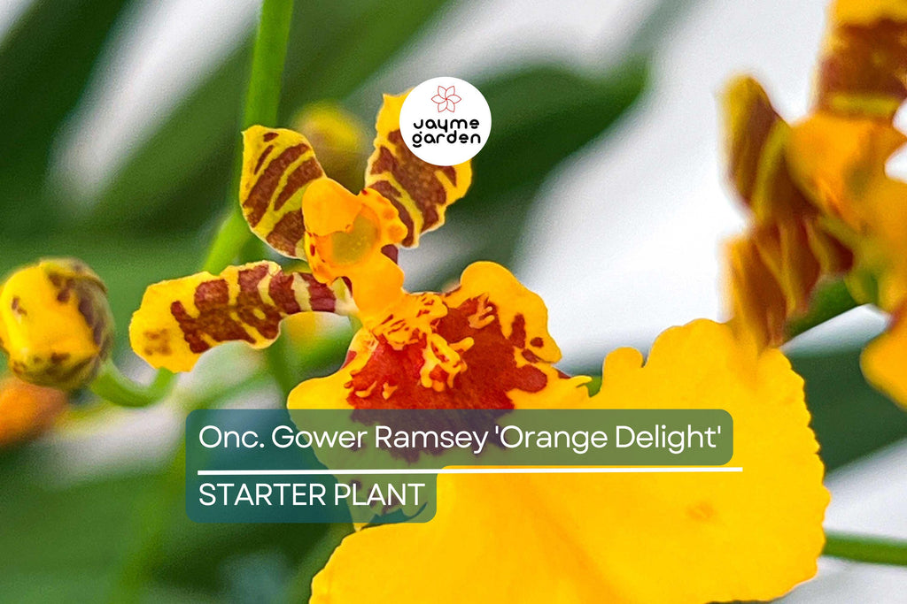 Oncidium Gower Ramsey 'Orange Delight' | Live Orchid Starter Plant | Vibrant Orange Flowers | Indoor & Outdoor | Potted 1B18