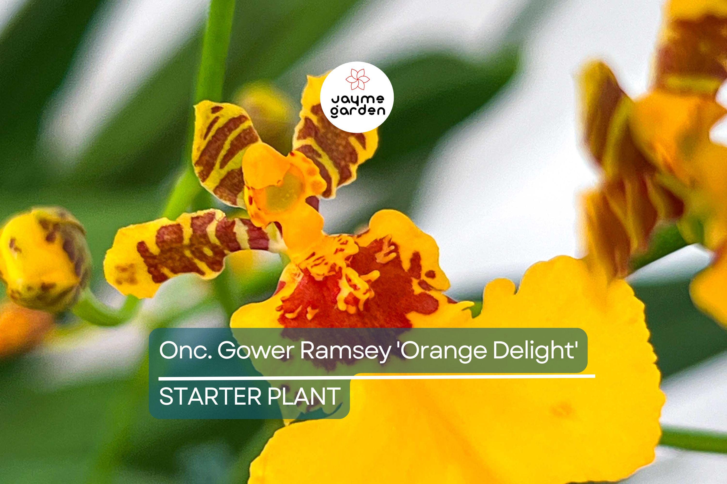Oncidium Gower Ramsey 'Orange Delight' | Live Orchid Starter Plant | Vibrant Orange Flowers | Indoor & Outdoor | Potted 1B18