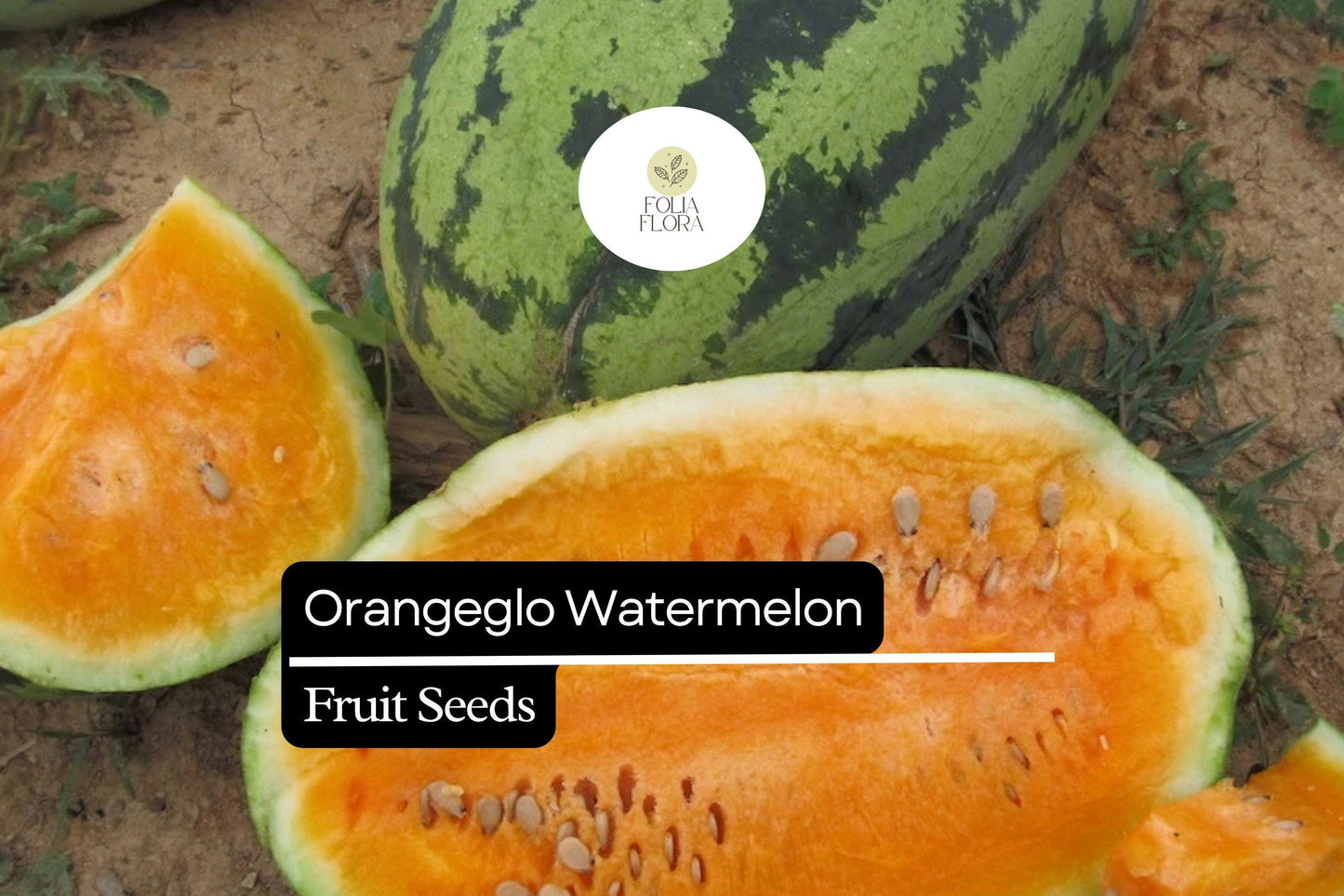 10 Seeds Orangeglo Watermelon, Citrullus Lanatus, Sweet Orange Flesh Melon