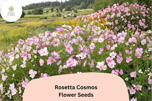 200+ Rosetta Cosmos Seeds | Cosmos Bipinnatus Soft Pink Double Blooms | Annual Garden Flower Seeds for Planting
