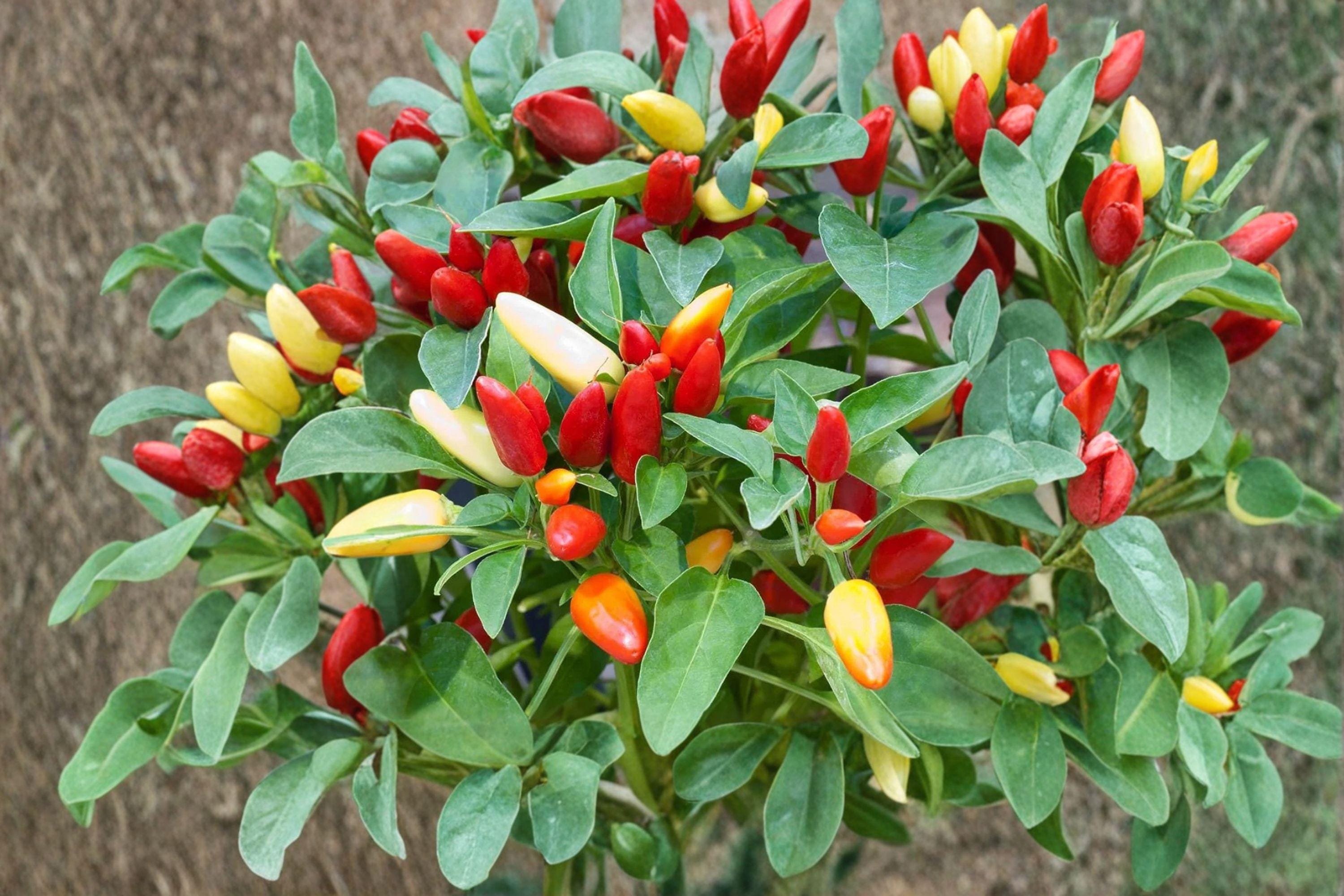 Chile Piquín – Hot Pepper 30 Seeds | Wild-Type Chili | Small but Very Hot | Authentic Mexican Pepper