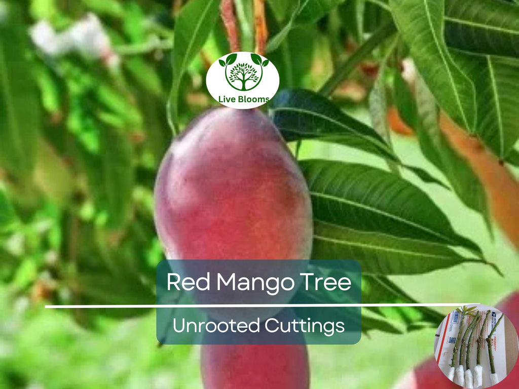 5 RED MANGO Fruit Tree Scion Unrooted Cuttings for Rooting or Grafting - Mangifera indica, Tropical Fruit, Sweet Red Mango