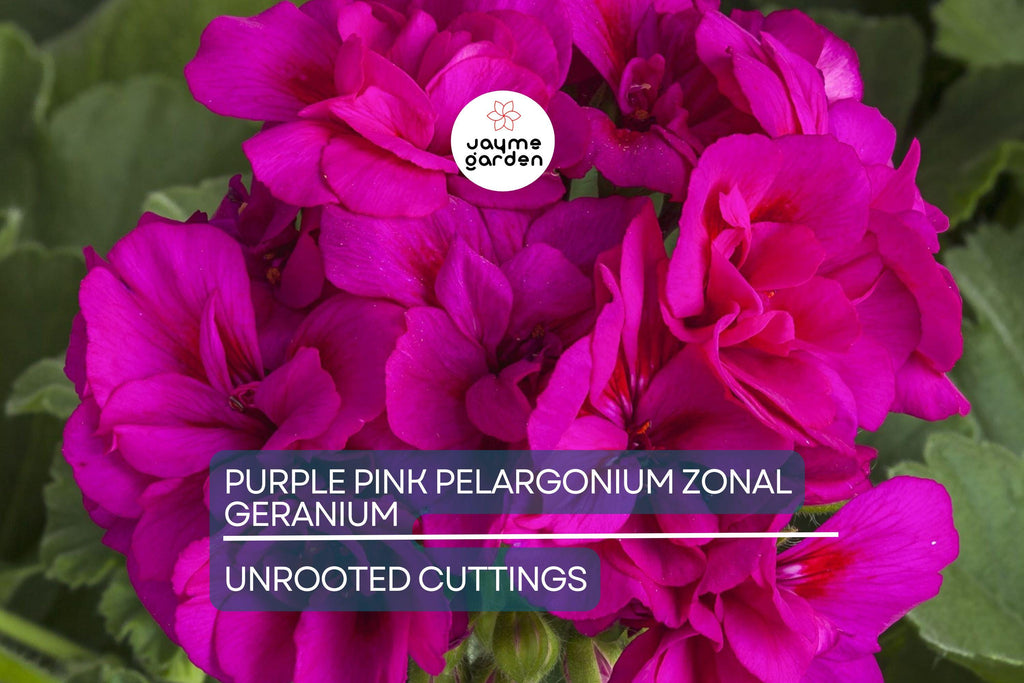 Purple Pink Pelargonium Zonal Geranium – 8 Fresh Live Starter Cuttings, 6"+ Each, Hardy & Fast-Growing, Vibrant Blooms