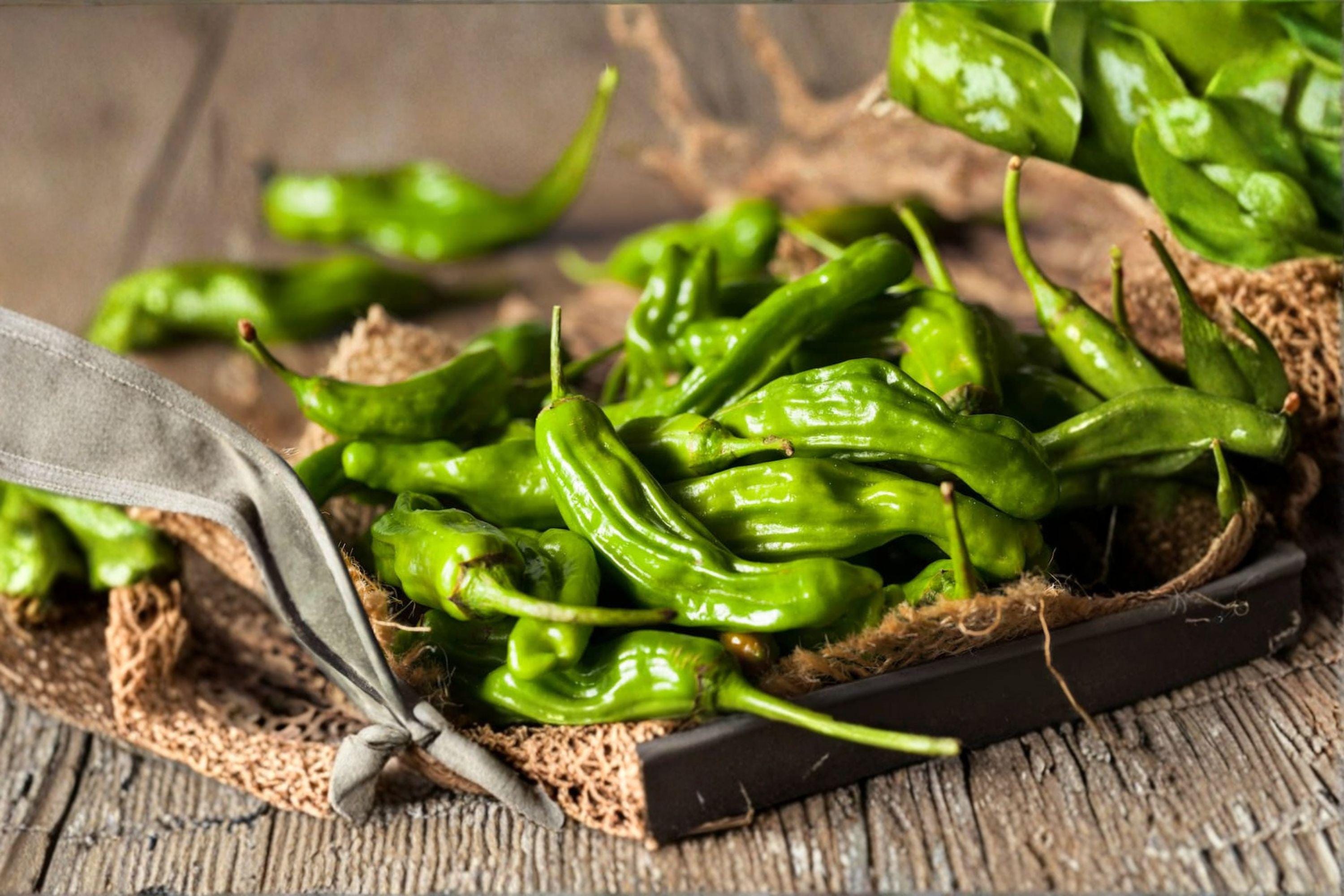 Shishito – Oriental Hot Pepper 25 Seeds | Japanese Pepper | Mild with Occasional Heat | Perfect for Blistering