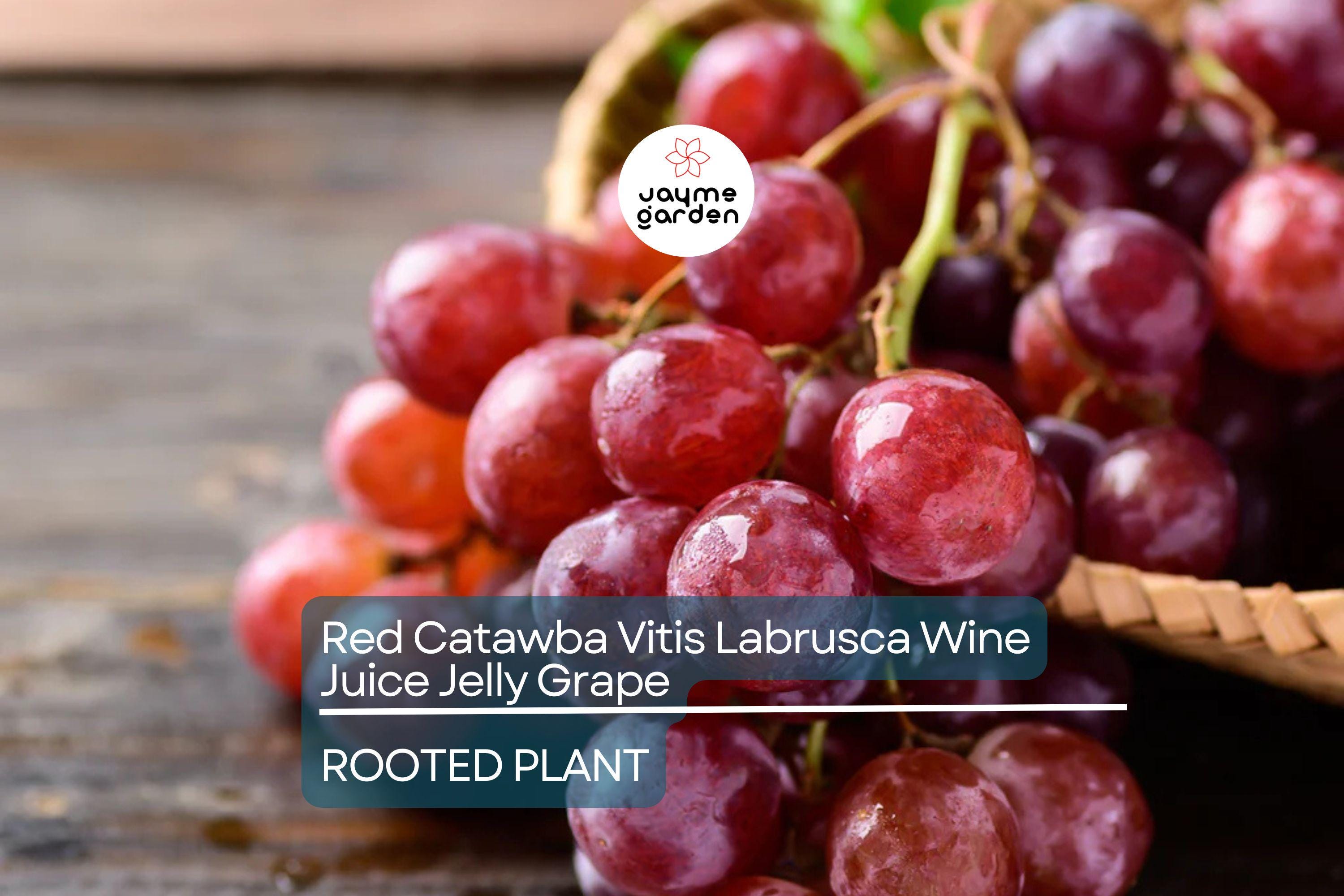 1 Organic Red Catawba Grape Vine - Vitis Labrusca - Rooted Plant, 12”+ Tall, Perfect for Wine, Juice, or Jelly