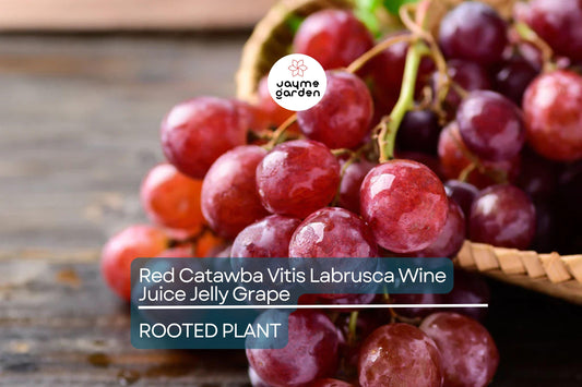 1 Organic Red Catawba Grape Vine - Vitis Labrusca - Rooted Plant, 12”+ Tall, Perfect for Wine, Juice, or Jelly