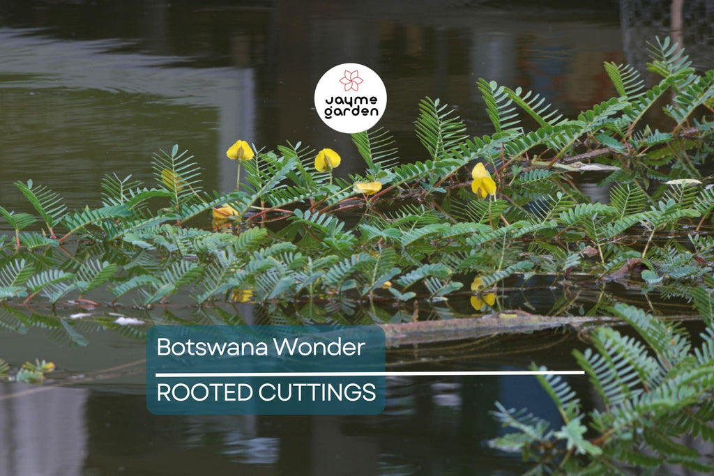 Botswana Wonder Sensitive Plant – Aeschynomene Fluitans | Tropical Aquatic Pond Plant | Floating Plant with Yellow Flowers