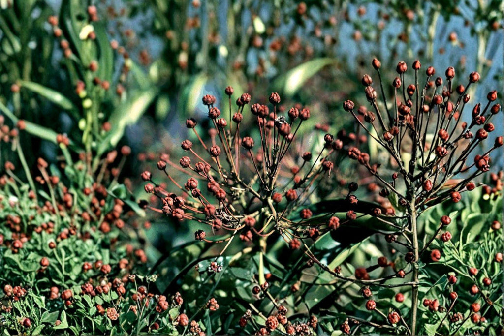 Mountain Laurel Seeds – Kalmia latifolia | 100 Seeds | Native Evergreen Shrub | Pink Spring Flowers