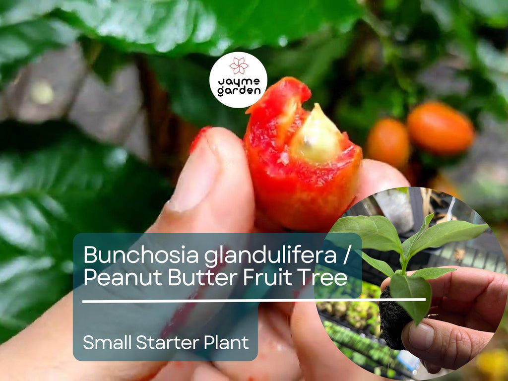 2 Small Peanut Butter Tree Starter Plants - Rare Fruit Tree (Bunchosia glandulifera) - Sweet Tropical Fruit for Garden & Orchard