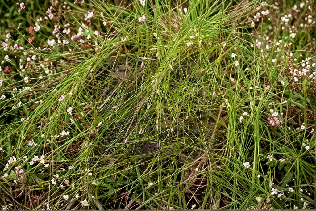 Eleocharis acicularis – Dwarf Hairgrass / Spike Rush Seeds | 100 Seeds | Aquarium Carpet Plant | Aquascaping Favorite