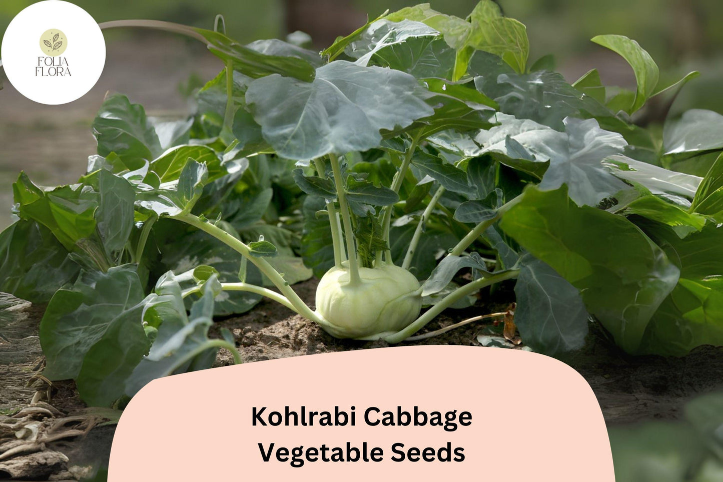 500+ Kohlrabi Seeds | Brassica oleracea | Heirloom Cabbage Family Vegetable | Bulk Garden Planting Seeds