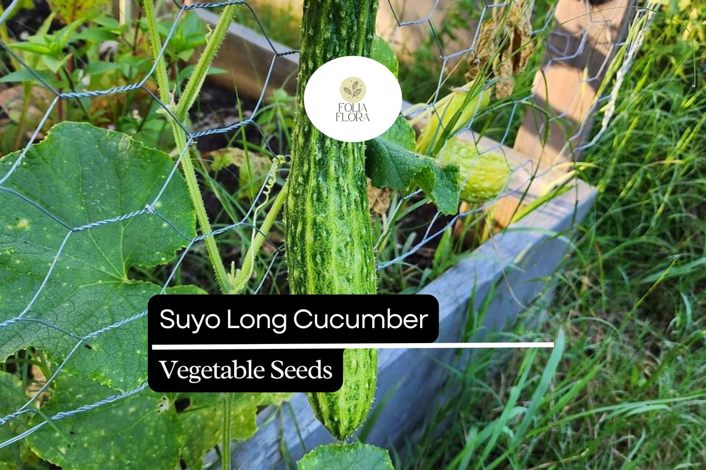 20 Seeds Suyo Long Cucumber - Cucumis sativus | Sweet, Crisp, and Burpless Heirloom Variety