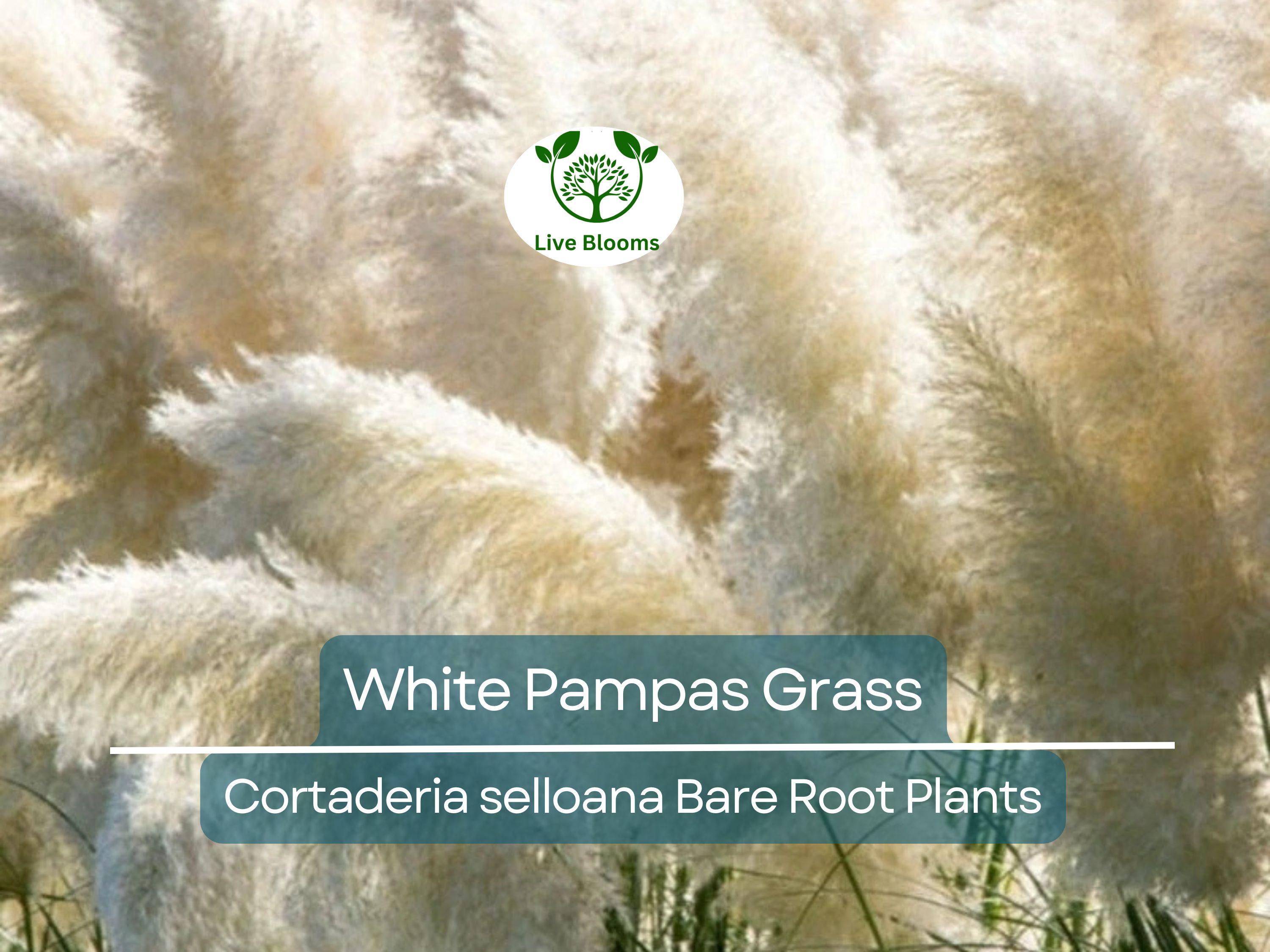 1 White Pampas Grass – Live Bare Root Plant – Cortaderia Selloana Ornamental Grass for Privacy, Landscape, and Dried Decor