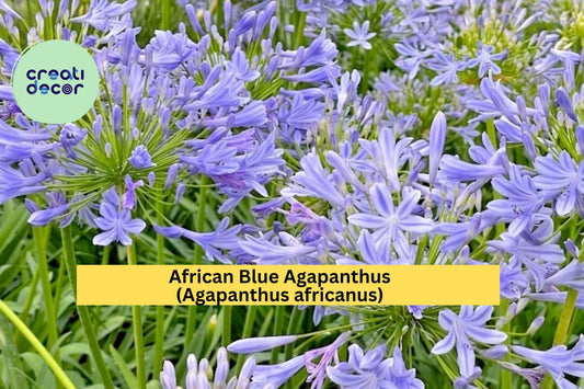 African Blue Agapanthus – Agapanthus africanus – Live Plant 6–8” Tall – Hardy Perennial Flower – Blue Lily of the Nile