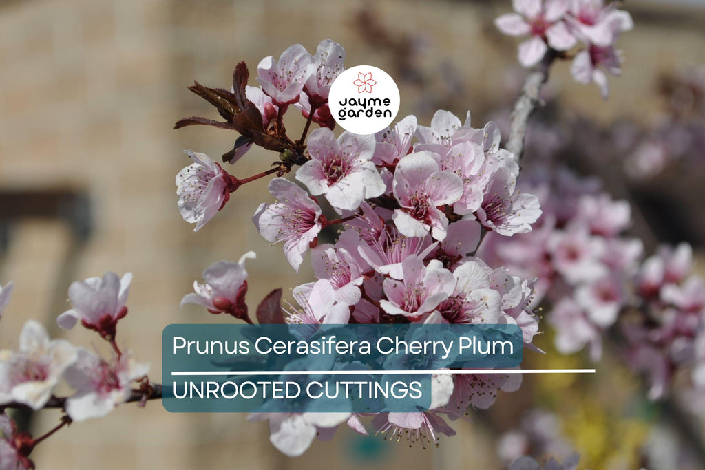 Prunus Cerasifera Cherry Plum Cuttings, 3 Unrooted 6” Plants, Dark Purple Foliage, Pink Flowers, Edible Fruit, USDA Zones 5-8