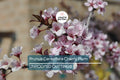 Prunus Cerasifera Cherry Plum Cuttings, 3 Unrooted 6” Plants, Dark Purple Foliage, Pink Flowers, Edible Fruit, USDA Zones 5-8