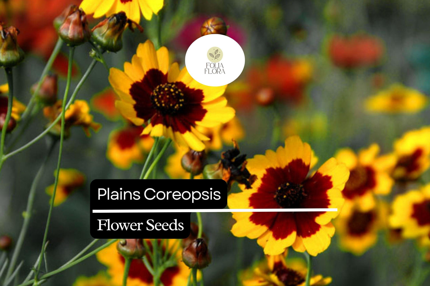 Plains Coreopsis, Coreopsis Tinctoria, Vibrant Yellow and Red Wildflowers for Pollinator Gardens